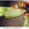 satyrium acaciae abdominalis shamkir larva3b